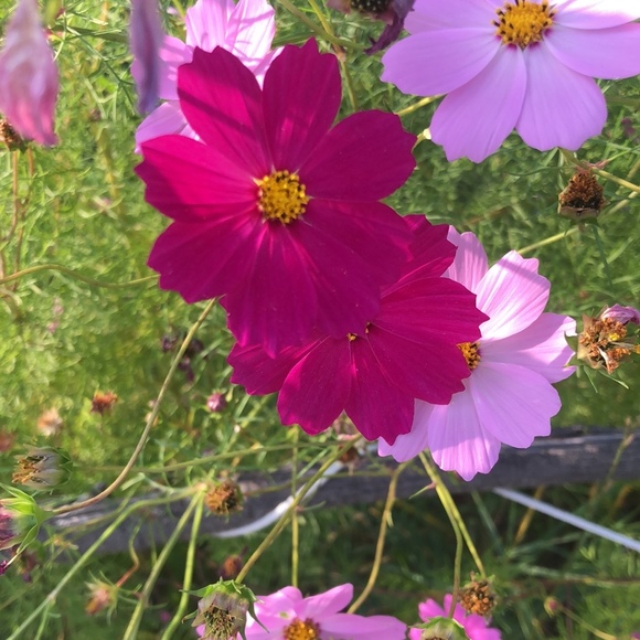 Meet your Posher, Nicole - Picture 1 of 1